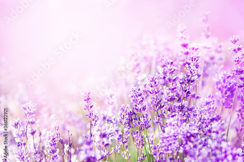 Toned image of summer blossoming lavender, flower field background, pastel and soft floral card, selective focus, shallow DOF