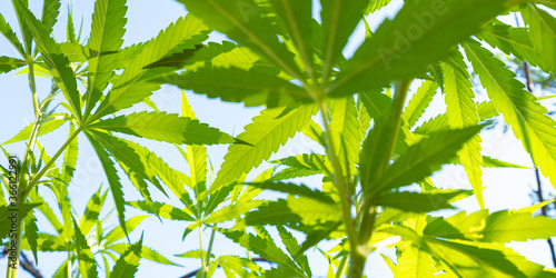 green cannabis leaves bottom view  marijuana background close up