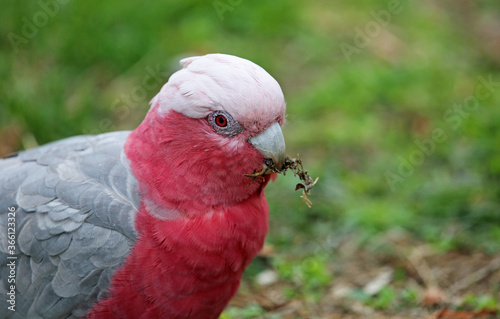 Galah portrait - pink and gray cockatoo - Victoria, Australia