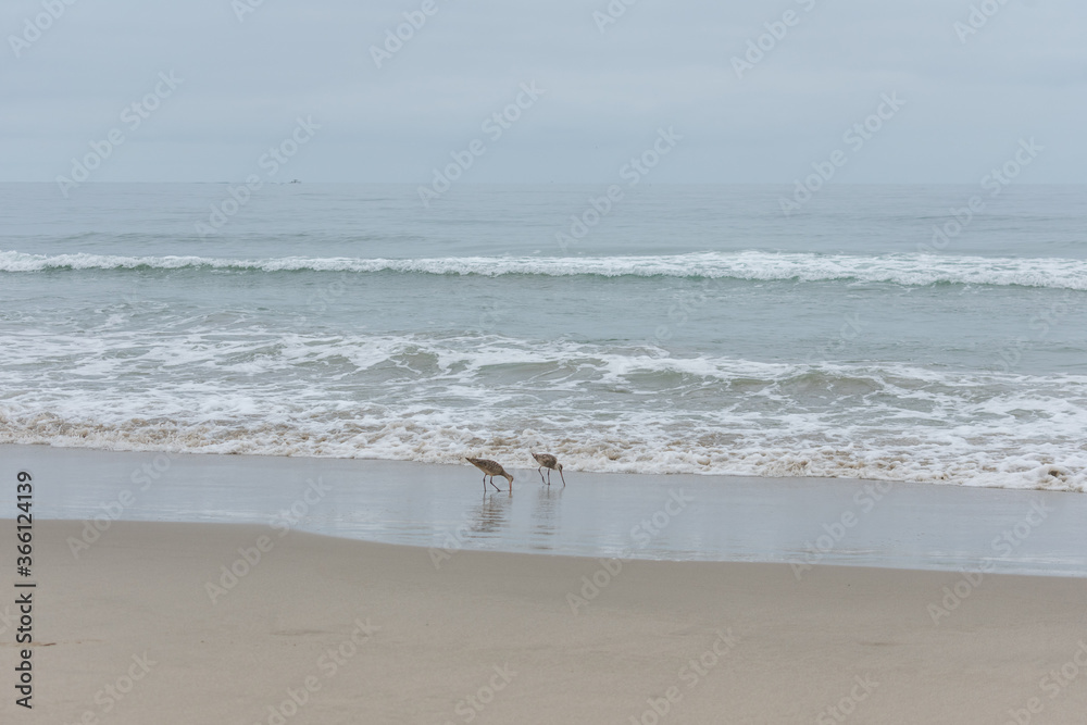 Long-billed Curlew