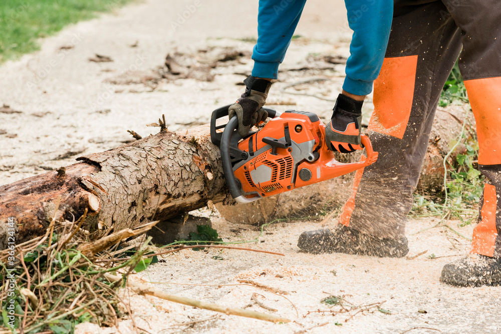 Close-up of human hands cutting tree trunk with chainsaw Close-up of human hands cutting tree trunk with chainsaw