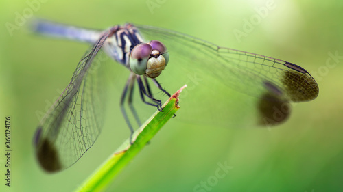 blue dragonfly on its perch, macro photography of this elegant odonata resting on a blade of grass, detail of its wide faceted eyes. nature scene in the tropical island of Koh Tao, Thailand