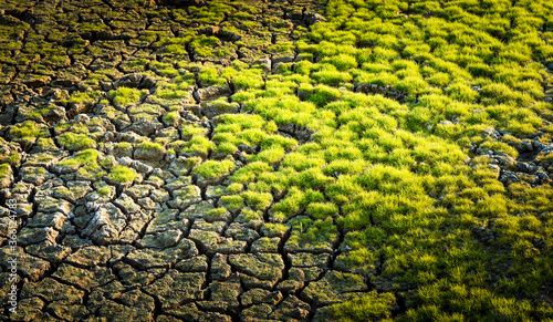 Green grass plant on cracked earth