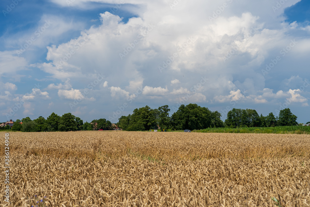 Panorama of wheat field. Background of ripening ears of wheat field. Beautiful Nature Landscape. 