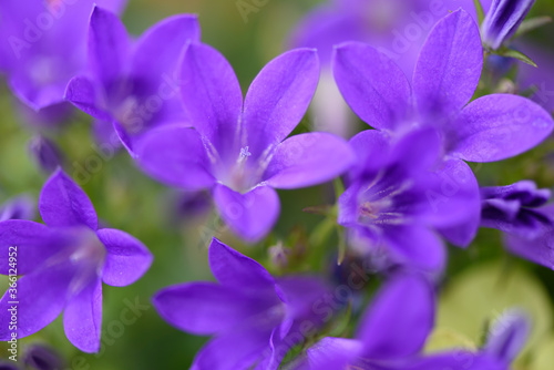 Foto close up of campanula  bluebells