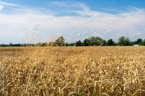 Panorama of wheat field. Background of ripening ears of wheat field. Beautiful Nature Landscape. 