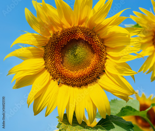 Fototapeta Naklejka Na Ścianę i Meble -  A bee drinks nectar sitting on a blooming sunflower on a blue background