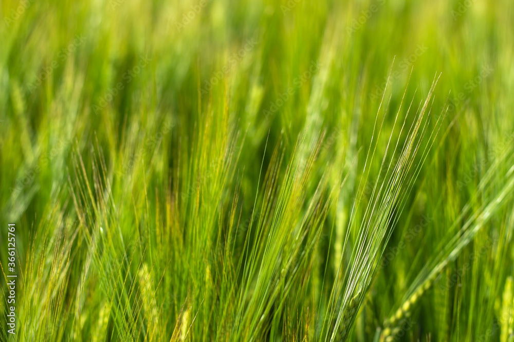 Green wheat field close up. Spring countryside scenery. Beautiful nature landscape. Juicy fresh ears of young green wheat.Free space for text. Agriculture scene. Abstract blurred background Green wheat field close up. Spring countryside scenery. Beautiful nature landscape. Juicy fresh ears of young green wheat.Free space for text. Agriculture scene. Abstract blurred background