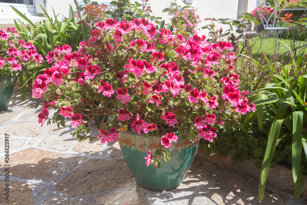 Pink geranium plant in a flowerpot during summer Pink geranium plant in a flowerpot during summer