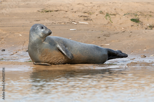 Harbour Seal (Phoca vitulina) on the Norfolk coast © davemhuntphoto