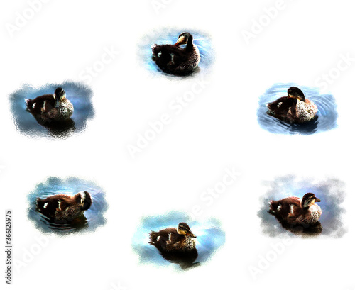 Ducklings Clip Art