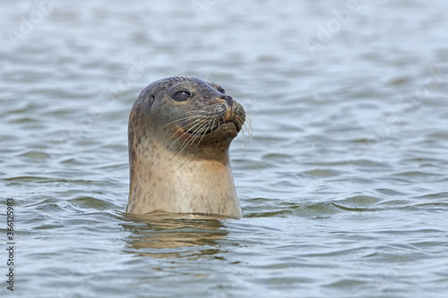 Inquisitive Harbour Seal (Phoca vitulina) surveying the Norfolk coast
