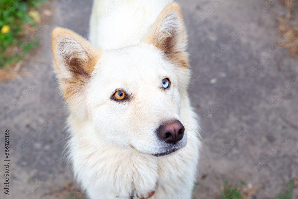 Close-up portrait of a white dog with heterochromia. Eyes of different colors. Unusual, special. Looks into the camera. Day of dogs.