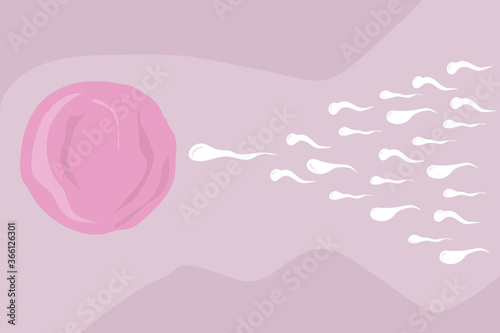 sperm swim to the egg
