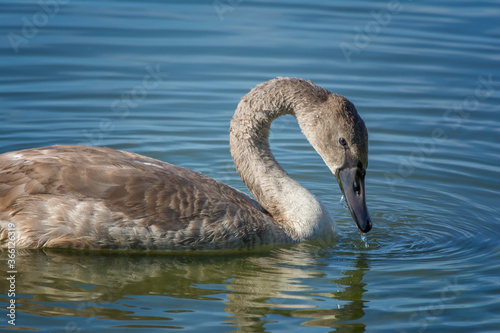 White swans with small swans on the lake