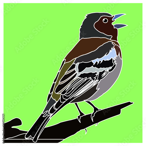 Pajarillo 6
