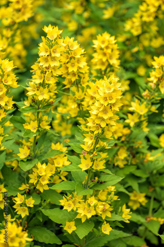 Bright yellow flowers of blooming  loosestrife  Lysimachia vulgaris. Selective focus with shallow depth of field.