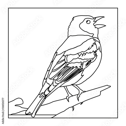 Pajarillo 5