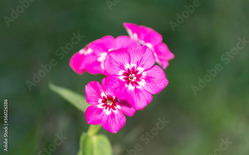 Phlox Flower In Natural Background
