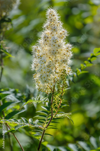 Close-up view of flowers of blooming Filipendula ulmaria, commonly known as meadowsweet or mead wort.