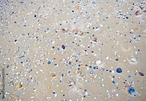 Beautiful background of shells and sand