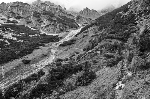 Fototapeta Naklejka Na Ścianę i Meble -  A mountain slope with a mountain pine and limestone rocks in the mountains Tatry