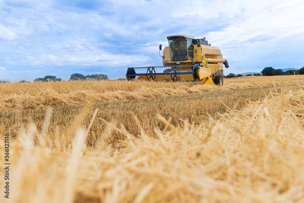 Obraz premium grain collection through mealic processes and in the light of the day..