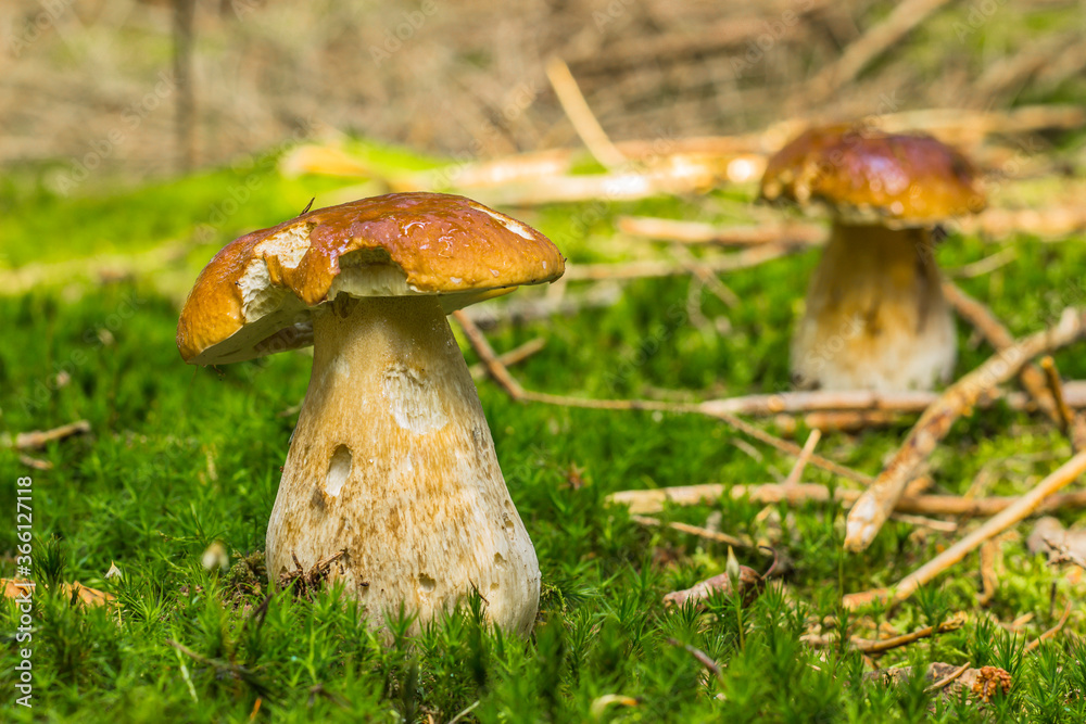 Fototapeta premium Mushrooms cut in the woods. Mushroom boletus edilus growing in green moss. Autumn forest mushrooms scene.Vegetarian diet food.Tasty natural product.Two brown mushrooms nature scenery selective focus