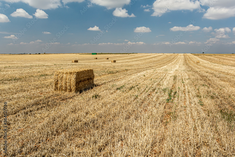 Straw harvesting in the field