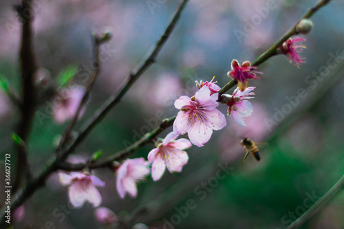 Bee and Peach Flowers