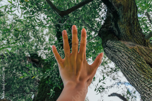 A close-up POV shot of an unrecognizable young Caucasian woman’s hand held up in the air with the foliage of a tree in the background in a forest in the Alps