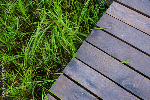 Wooden path in the forest