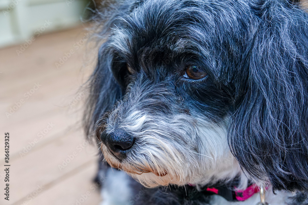 Closeup portrait of the face of a beautiful black and white Havanese dog outside with a brown deck background Closeup portrait of the face of a beautiful black and white Havanese dog outside with a brown deck background