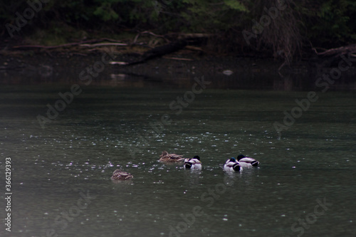 ducks on the river