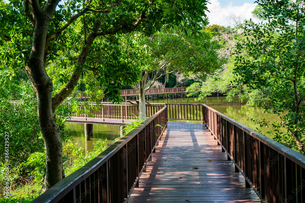 bridge in the forest