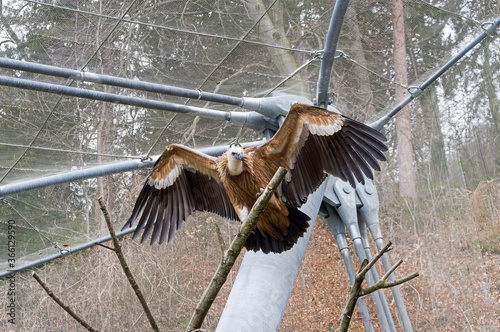 Eurasian griffon photo