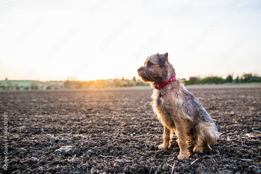 Border Terrier with red collar sitting in a field at sunset Border Terrier with red collar sitting in a field at sunset