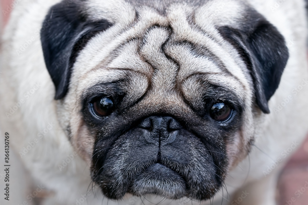 good and beautiful dog pug , muzzle close-up