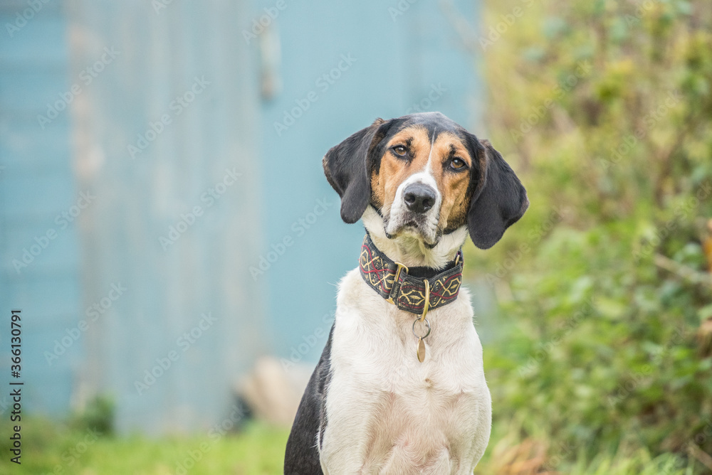 Portrait of a Beagle sitting looking at the camera Portrait of a Beagle sitting looking at the camera