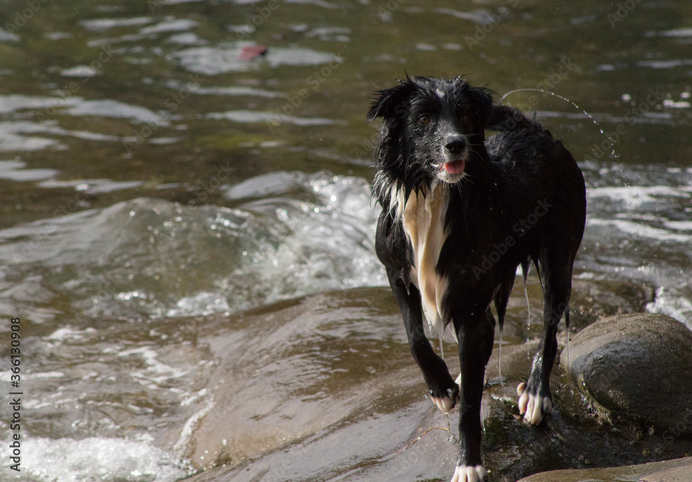 black dog running in water black dog running in water