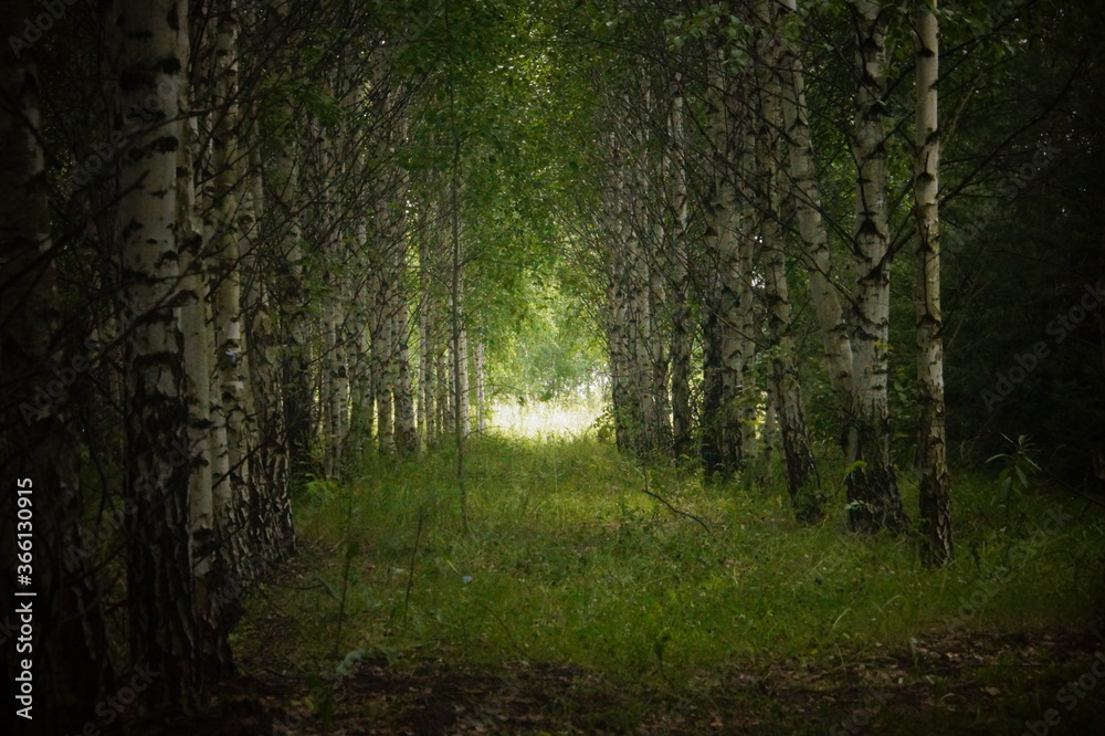 Obraz premium sunlight in the forest