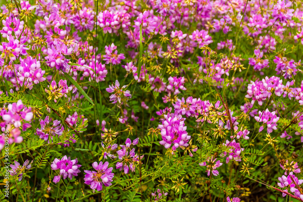 A floral wide angle shot pattern of pink flowers growing in the wild