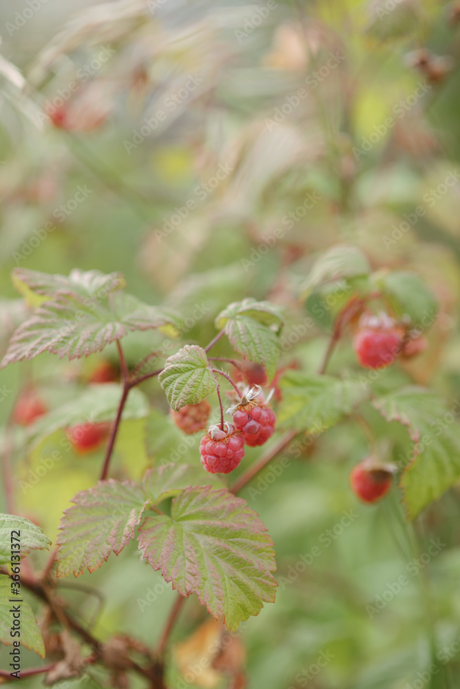Ripe raspberry close up. Ripe raspberry close up.