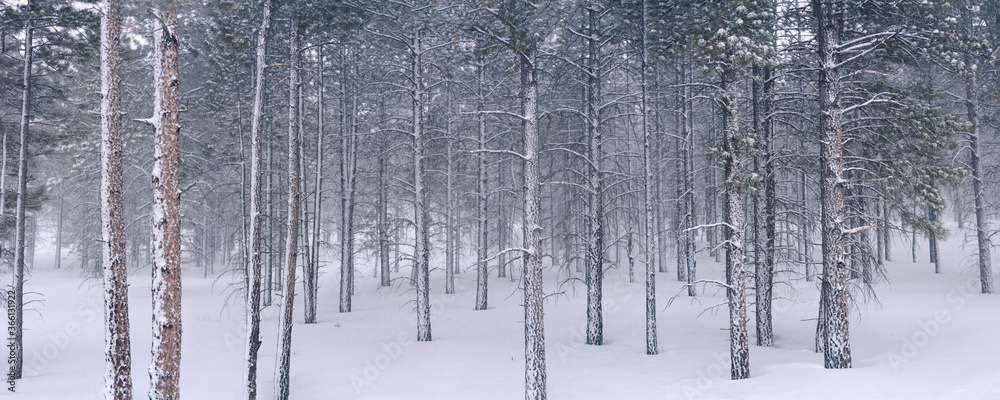 Pine trees in snow, Utah Pine trees in snow, Utah