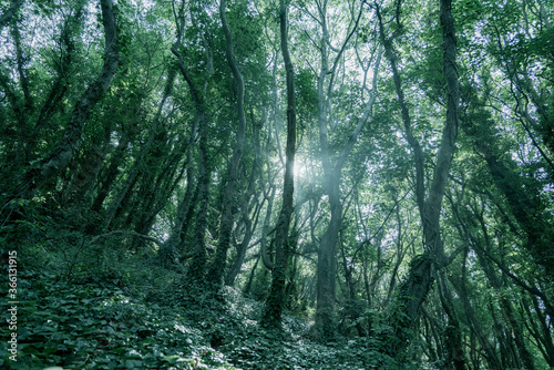 Woodlands in Babbacombe, Dorset photo