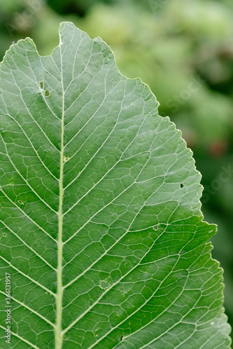 Horseradish leaves close-up