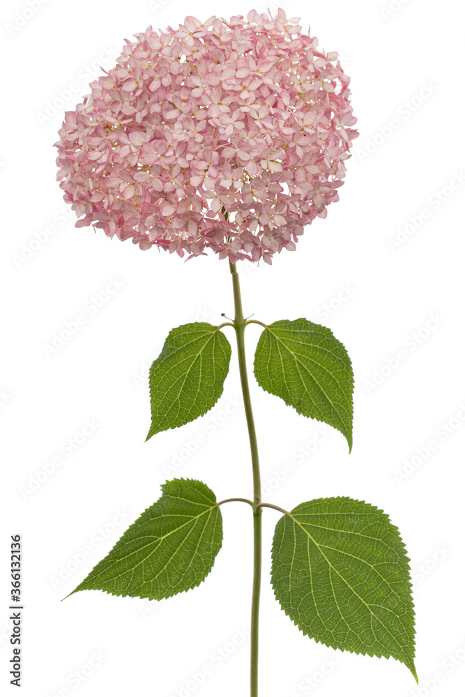 Inflorescence of the pink flowers of hydrangea close-up, isolated on white background
