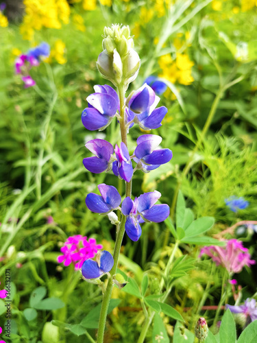 garden lupin also large-leaved lupin  in german Vielbl  ttrige Lupine also Stauden-Lupine  Lupinus polyphyllus