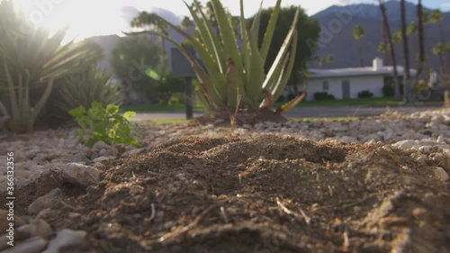 ants in the desert swarm in and out of their nest photo