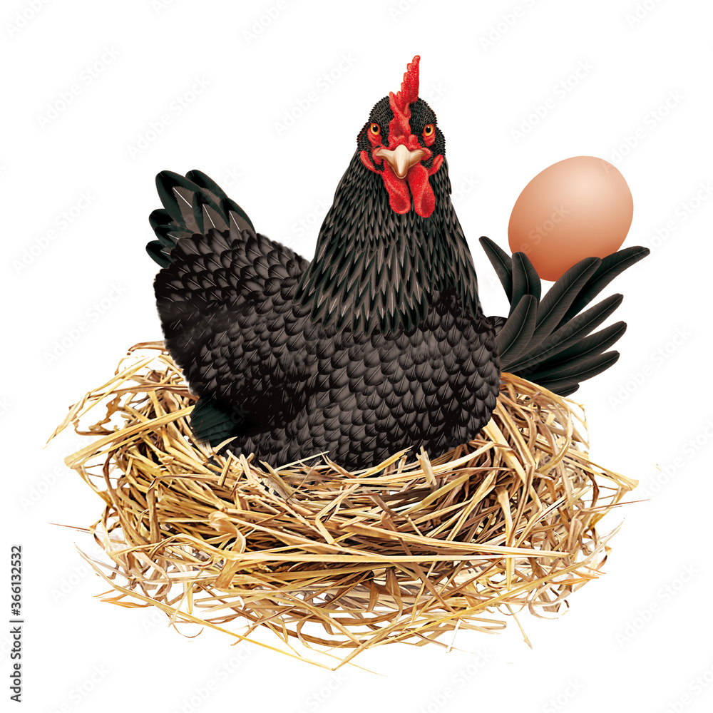 Illustrazione Stock poule , noir , pondeuse, poule couveuse, ferme, coq,  animal, volaille, isolé, blanc, brun, oiseau, agriculture, rouge, pâques,  empennage, bétail, bec, rural, oeuf, poussin, nature, coquelet, un, domes |  Adobe Stock